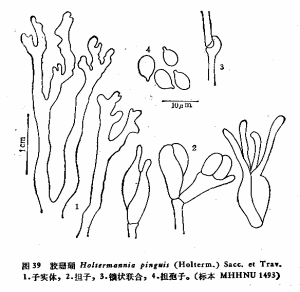 膠珊瑚