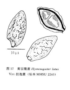 黃層腹菌