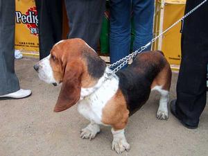 Basset Hound