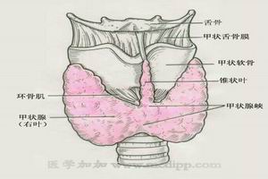 急性化膿性甲狀腺炎