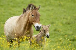 野馬[馬科動物]