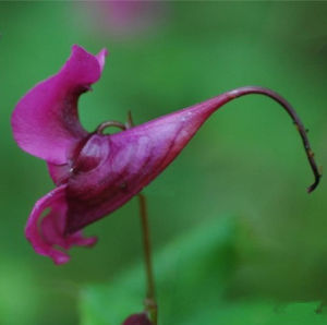 梵淨山鳳仙花