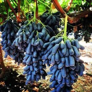 藍寶石葡萄