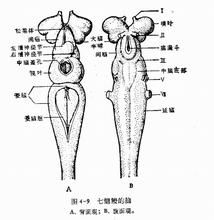 梯式神經系統