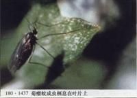菊癭蚊