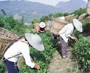 皖西黃大茶