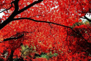 香山紅葉