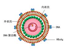 各種病毒