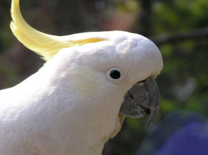 裸眼鳳頭鸚鵡