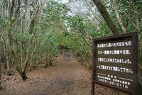 日本自殺森林