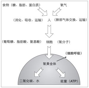 氧黃金體