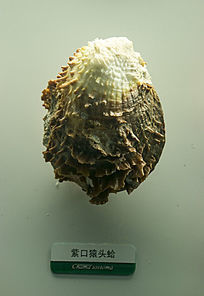 紫口猿頭蛤