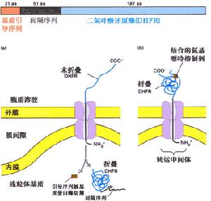 重組DNA技術