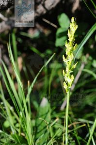 滇蜀玉鳳花