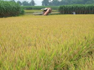 水稻與甘蔗種植