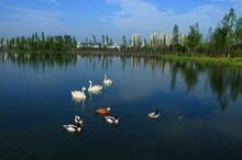 觀音湖生態濕地公園