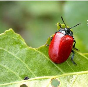 楊葉甲Chrysomela populi 成蟲