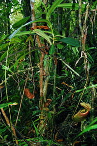 分自成熟攀援莖的側枝，示其下位籠和極長的籠蔓