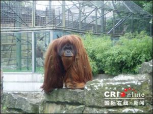 柏林動物園