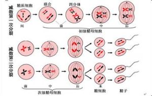 減數分裂