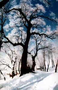 雞冠山國家森林公園雪景