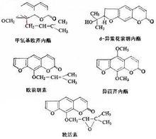 白雲花根化學成分