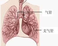 嚴重急性呼吸綜合徵