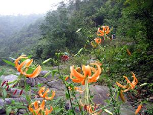 張家口虎窩山