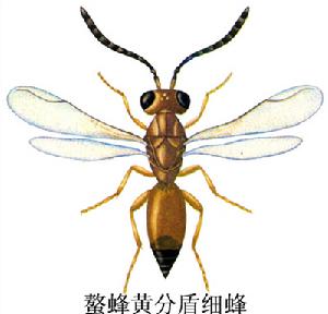 螯蜂黃分盾細蜂