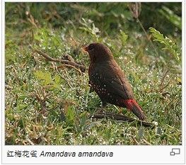 紅梅花雀 Amandava amandava