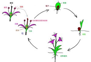 果實的生命周期