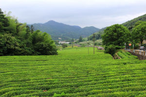 象山茶場