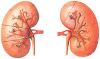 糖尿病性腎病