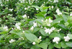 Jasminum sambac