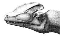 原角鼻龍科（Proceratosauridae）是獸腳亞目的一科，可能屬於暴龍超科演化支。在2010年，奧利佛·勞赫（Oliver Rauhut）等人發表原角鼻龍的最新演化關係研究。他們發現原角鼻龍屬於虛骨龍類的暴龍超科，它們的最近親是中國的冠龍。勞赫等人將原角鼻龍科的範圍定義為：獸腳亞目之中，所以親緣關係較接近於原角鼻龍，而離暴龍、異特龍、美頜龍、虛骨龍、似鳥龍、或恐爪龍較遠的所有物種。原角鼻龍科化石時期： 侏羅紀中期 五彩冠龍的想像圖 科學分類 界： 動物界 Animalia 門： 脊索動物門 Chordata 綱： 蜥形綱 Sauropsida 總目： 恐龍總目 Dinosauria 目： 蜥臀目 Saurischia 亞目： 獸腳亞目 Theropoda 總科： 暴龍超科 Tyrannosauroidea 科： 原角鼻龍科 ProceratosauridaeRauhut, Milner & Moore-Fay, 2010  屬 冠龍 Guanlong 原角鼻龍 Proceratosaurus (模式屬)