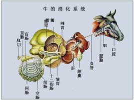 家畜消化系統