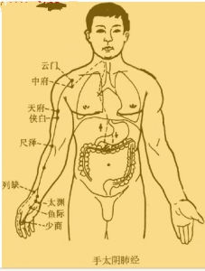 手太陰肺經