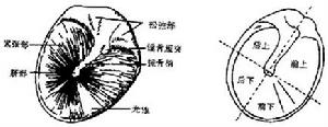 （圖）中耳癌