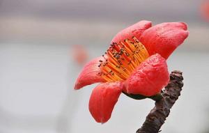 紅棉花[被子植物門植物]