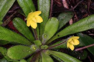 短莖組[報春花科珍珠菜屬]