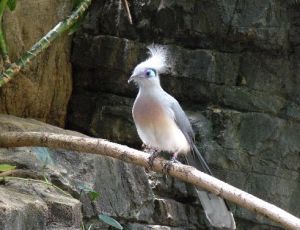 藍馬島鵑