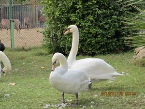 科威特動物園