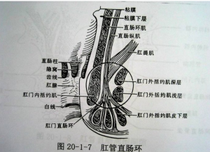 肛管直腸環