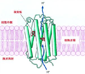 質子泵