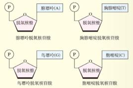 脫氧核苷酸