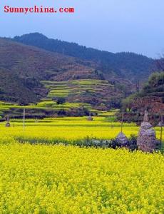 六大茶山