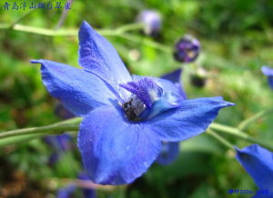 （圖）煙臺翠雀花