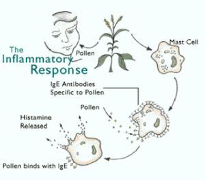 花粉症發病機制