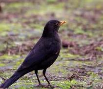 百舌鳥[雀形目鶇科動物]