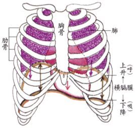 唱歌呼吸法